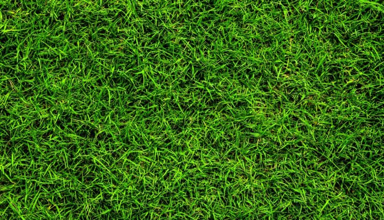 Is Lawn Fertilizer Bad for You? The Chemicals to Avoid